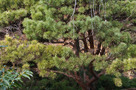 Erdeifenyő (Pinus sylvestris)
