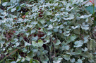 Ezüstös Pázsitszulák (Dichondra argentea)