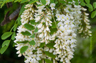 Fehér Akác (Robinia pseudoacacia)