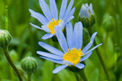 Fokföldi Kékmargitvirág (Felicia amelloides)