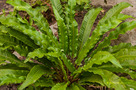 Gímpáfrány (Asplenium scolopendrium)