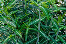 Hasindító Kutyatej (Euphorbia lathyris)