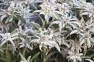 Havasi Gyopár (Leontopodium alpinum)