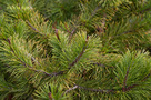 Havasi Törpefenyő (Pinus mugo)