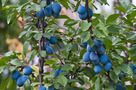 Házi Szilva (Prunus domestica)