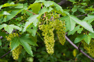 Hegyi Juhar (Acer pseudoplatanus)