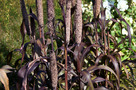 Indiai Köles (Pennisetum glaucum)