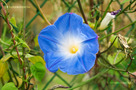 Kék Hajnalka (Ipomoea tricolor)