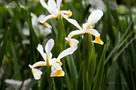 Keleti Nőszirom (Iris orientalis)
