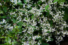 Kerti Kutyatej (Euphorbia Inneuphdia)