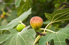 Közönséges Füge (Ficus carica)