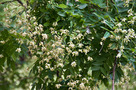 Japánakác (Styphnolobium japonicum)