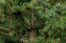 Közönséges Luc (Picea abies)