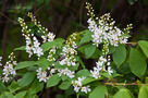Közönséges Zelnicemeggy (Prunus padus)