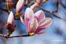 Liliomfa (Magnolia)