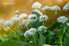Medvehagyma (Allium ursinum)