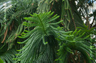 Norfolk-szigeti Araukária (Araucaria heterophylla)