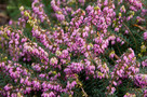 Örökzöld Hanga (Erica x darleyensis)