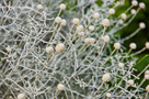 Párnacserje (Leucophyta brownii)