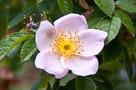 Rozsdaszínű Rózsa (Rosa rubiginosa)