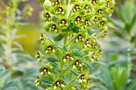 Sűrűlevelű Kutyatej (Euphorbia characias subsp. characias)