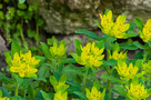 Színeváltó Kutyatej (Euphorbia epithymoides)