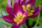Törpe Tulipán (Tulipa humilis)