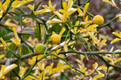Vadcitrom (Poncirus trifoliata)