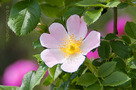 Gyepűrózsa (Rosa canina)
