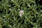 Vaskoslevelű Veronikacserje (Hebe pinguifolia)