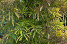 Virginiai Mocsárciprus (Taxodium distichum)