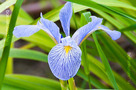 Virginiai Nőszirom (Iris virginica)