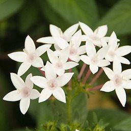 Egyiptomi Csillagcsokor