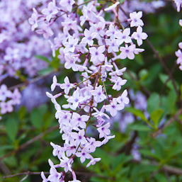 Szeldeltlevelű Orgona