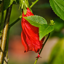 Csüngővirágú Paprikamályva