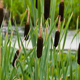 Széleslevelű Gyékény