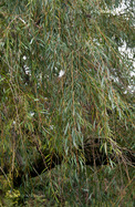 Babiloni Fűz (Salix babylonica)