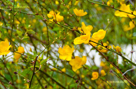 Boglárkacserje (Kerria japonica)
