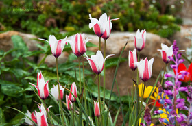 Clusius-tulipán (Tulipa clusiana)