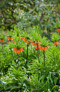 Császárkorona (Fritillaria imperialis)