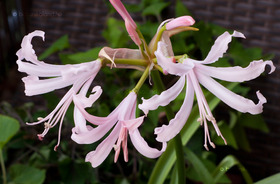 Csillogó Pirosliliom (Nerine bowdenii)