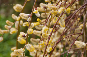 Csüngő Barkafűz (Salix caprea Kilmarnock)