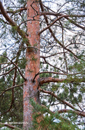 Erdeifenyő (Pinus sylvestris)