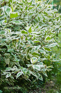 Cornus alba Sibirica Variegata
