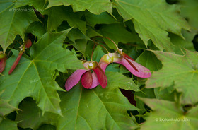 Gömb Korai Juhar (Acer platanoides Globosum)