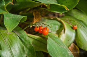 Gyöngyvirág (Convallaria majalis)