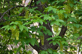 Hegyi Juhar (Acer pseudoplatanus)
