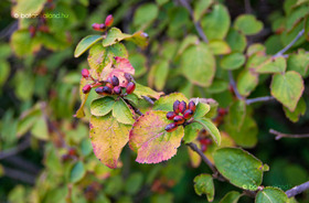 Illatos Bangita (Viburnum carlesii)