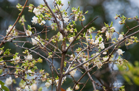 Illatos Lonc (Lonicera fragrantissima)