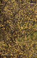 Illatos Tündérfa (Chimonanthus praecox)